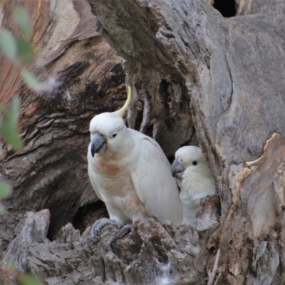 Cacatua galerita (Sulphur-crested Cockatoo) at Chapman, ACT - 30 Dec 2020 by Chris Appleton