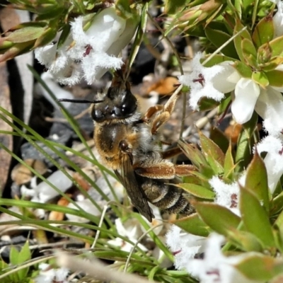 Trichocolletes sp. (genus) (Spring Bee) at Paddys River, ACT - 6 Oct 2021 by HarveyPerkins