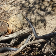 Pseudechis porphyriacus (Red-bellied Black Snake) at Paddys River, ACT - 21 Oct 2018 by ChrisAppleton