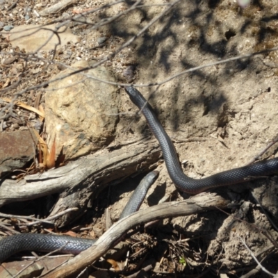 Pseudechis porphyriacus (Red-bellied Black Snake) at Tidbinbilla Nature Reserve - 21 Oct 2018 by Chris Appleton