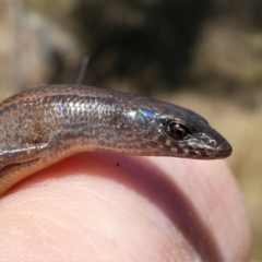 Anepischetosia maccoyi (MacCoy's Skink) at Gibraltar Pines - 6 Oct 2021 by HarveyPerkins