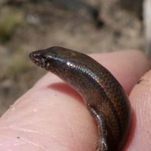 Anepischetosia maccoyi at Paddys River, ACT - 6 Oct 2021