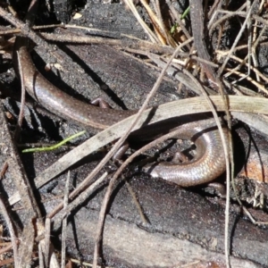 Anepischetosia maccoyi at Paddys River, ACT - 6 Oct 2021