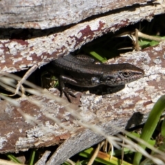 Pseudemoia entrecasteauxii (Woodland Tussock-skink) at Tennent, ACT - 8 Oct 2021 by HarveyPerkins