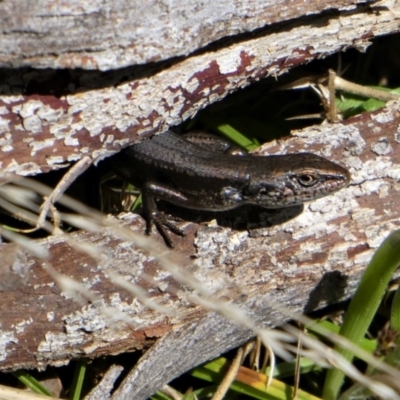 Pseudemoia entrecasteauxii (Woodland Tussock-skink) at Tennent, ACT - 8 Oct 2021 by HarveyPerkins