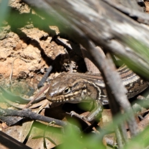 Liopholis whitii at Cotter River, ACT - 8 Oct 2021 12:01 PM