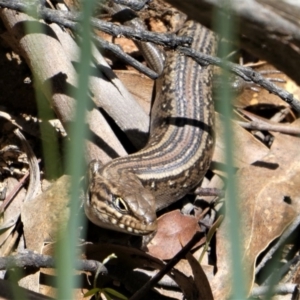 Liopholis whitii at Cotter River, ACT - 8 Oct 2021 12:01 PM