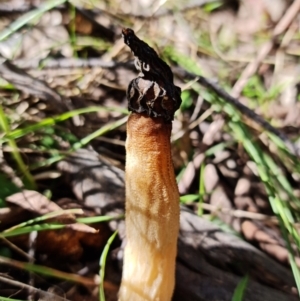 Morchella elata group at Paddys River, ACT - 8 Oct 2021