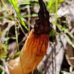 Morchella elata group at Paddys River, ACT - 8 Oct 2021