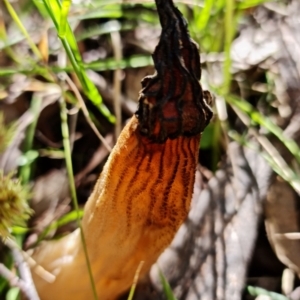 Morchella elata group at Paddys River, ACT - 8 Oct 2021