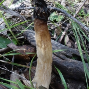 Morchella elata group at Paddys River, ACT - 8 Oct 2021