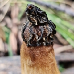 Morchella elata group at Paddys River, ACT - 8 Oct 2021