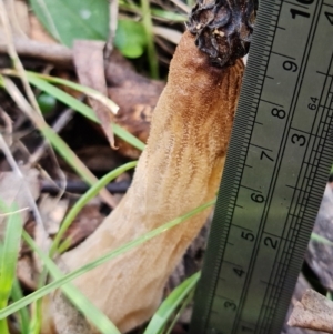 Morchella elata group at Paddys River, ACT - 8 Oct 2021