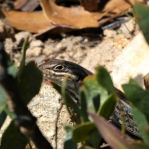 Liopholis whitii at Cotter River, ACT - 8 Oct 2021 12:51 PM