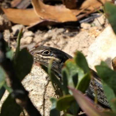 Liopholis whitii (White's Skink) at Cotter River, ACT - 8 Oct 2021 by HarveyPerkins