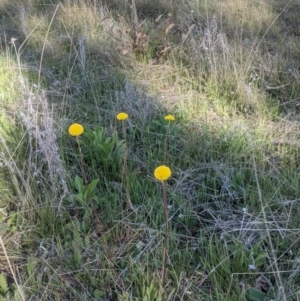 Craspedia sp. at Gundaroo, NSW - 9 Oct 2021