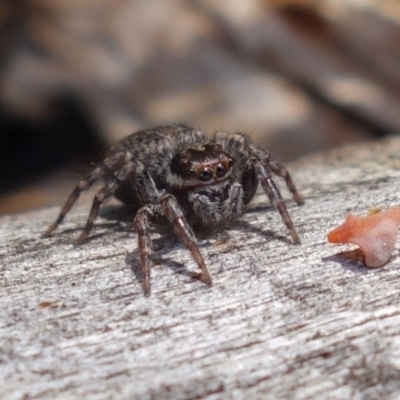 Maratus griseus (Jumping spider) at Coree, ACT - 9 Oct 2021 by RobG1