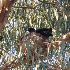 Corcorax melanorhamphos (White-winged Chough) at Sth Tablelands Ecosystem Park - 9 Oct 2021 by LSalmon