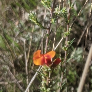 Dillwynia sericea at Lake George, NSW - 9 Oct 2021