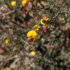 Bossiaea buxifolia (Matted Bossiaea) at Lake George, NSW - 9 Oct 2021 by MPennay
