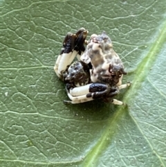 Celaenia excavata (Bird-dropping spider) at Jerrabomberra, NSW - 9 Oct 2021 by Steve_Bok