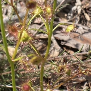 Drosera sp. at Bungendore, NSW - 2 Oct 2021