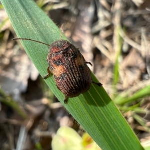 Cadmus (Cadmus) crucicollis at Murrumbateman, NSW - 8 Oct 2021