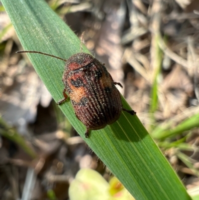 Cadmus (Cadmus) crucicollis (Leaf beetle) at Murrumbateman, NSW - 8 Oct 2021 by SimoneC