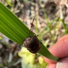 Cadmus (Cadmus) crucicollis at Murrumbateman, NSW - 8 Oct 2021