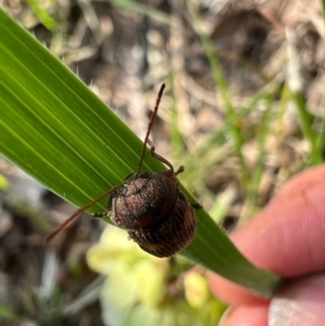 Cadmus (Cadmus) crucicollis at Murrumbateman, NSW - 8 Oct 2021