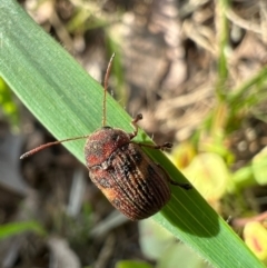 Cadmus (Cadmus) crucicollis at Murrumbateman, NSW - 8 Oct 2021