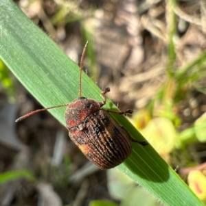 Cadmus (Cadmus) crucicollis at Murrumbateman, NSW - 8 Oct 2021