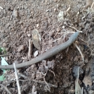 Saproscincus mustelinus at Melba, ACT - 9 Oct 2021 03:04 PM