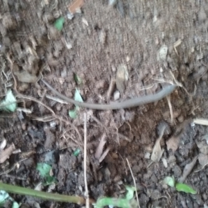 Saproscincus mustelinus at Melba, ACT - 9 Oct 2021 03:04 PM