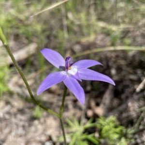 Glossodia major at Denman Prospect, ACT - 4 Oct 2021