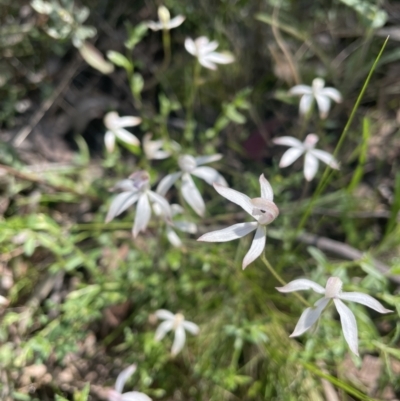 Caladenia ustulata (Brown Caps) at Stromlo, ACT - 4 Oct 2021 by TheRealOrchidKombi