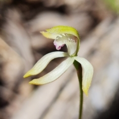 Caladenia ustulata (Brown Caps) at Coree, ACT - 9 Oct 2021 by RobG1