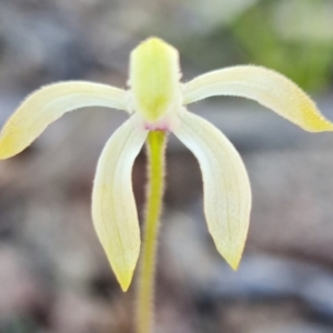 Caladenia ustulata at Coree, ACT - 9 Oct 2021