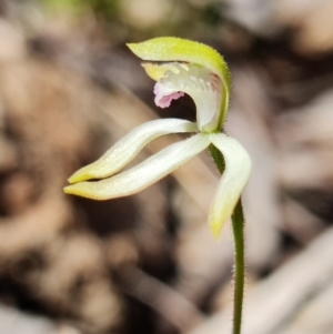 Caladenia ustulata at Coree, ACT - 9 Oct 2021