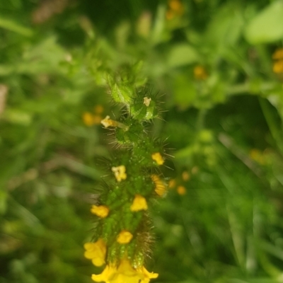 Amsinckia calycina/intermedia (intermediate) (Fiddleneck) at Watson, ACT - 9 Oct 2021 by MAX