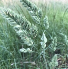 Dactylis glomerata (Cocksfoot) at Belconnen, ACT - 9 Oct 2021 by Dora