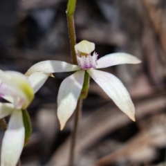 Caladenia ustulata (Brown Caps) at Coree, ACT - 9 Oct 2021 by RobG1