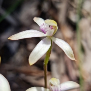 Caladenia ustulata at Coree, ACT - 9 Oct 2021