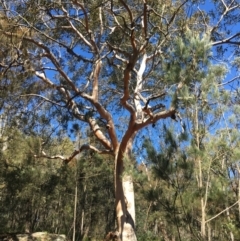 Eucalyptus punctata (Grey Gum) at Exeter, NSW - 17 Sep 2021 by ESP