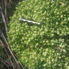 Scleranthus diander at Watson, ACT - 9 Oct 2021