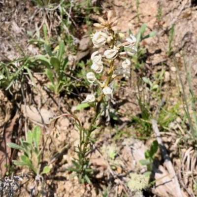 Stackhousia monogyna (Creamy Candles) at Booth, ACT - 8 Oct 2021 by KMcCue