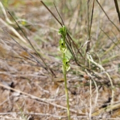 Hymenochilus bicolor (ACT) = Pterostylis bicolor (NSW) at Molonglo Valley, ACT - suppressed