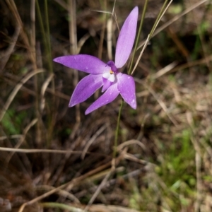 Glossodia major at Watson, ACT - 9 Oct 2021