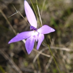 Glossodia major at Watson, ACT - 9 Oct 2021