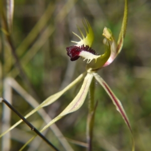 Caladenia atrovespa at Watson, ACT - 9 Oct 2021